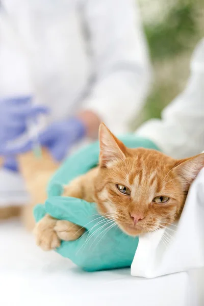 Vet ready for review a little cat