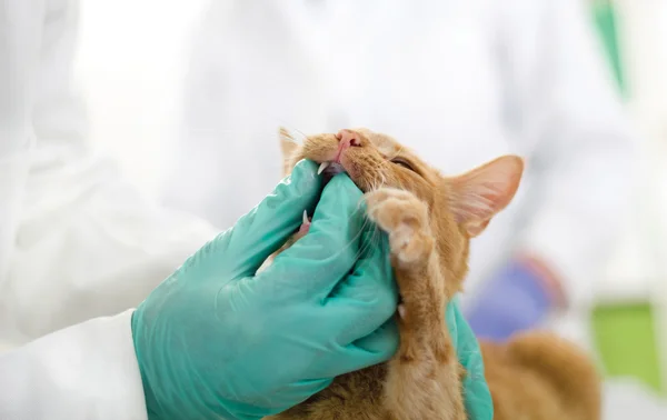 Veterinarian examining teeth of a cat