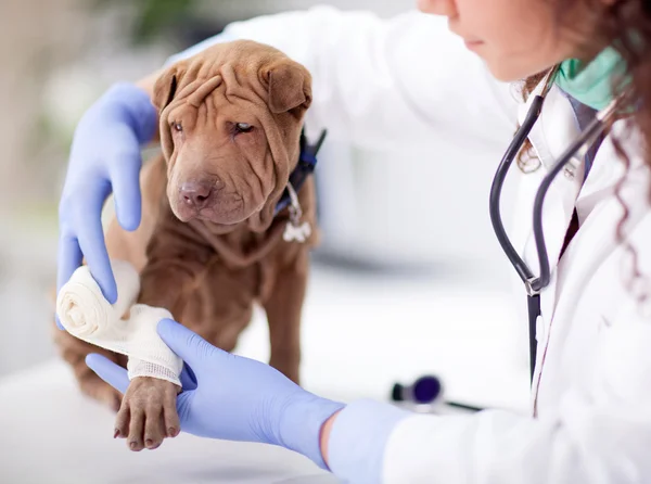 Shar Pei dog getting bandage after injury on his leg by a veter