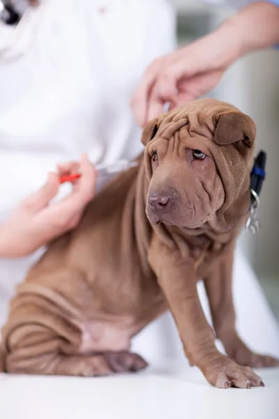Veterinary surgeon is giving the vaccine to the dog Shar-Pei