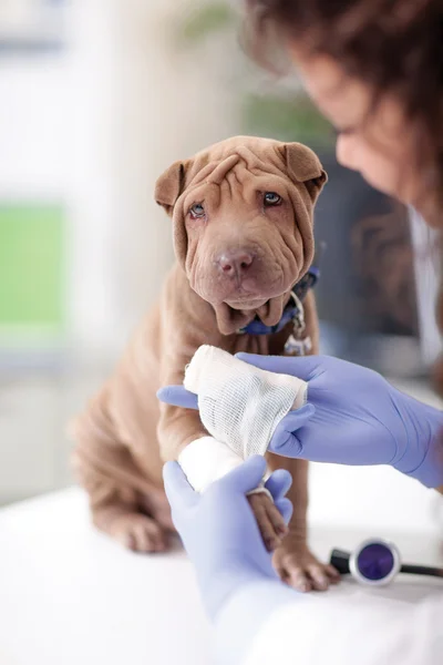 Shar Pei dog getting bandage after injury on his leg by a veter