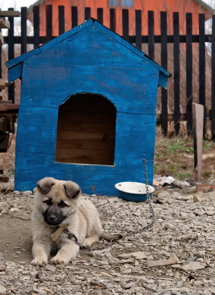 Dog in dog house