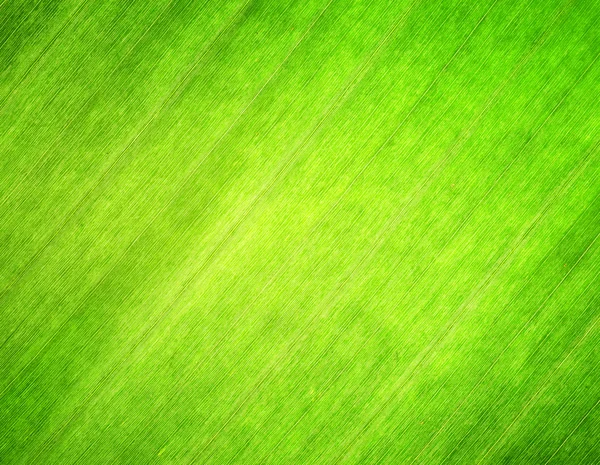 Texture of green leaf. Nature background.