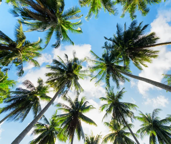 Palm trees against blue sky