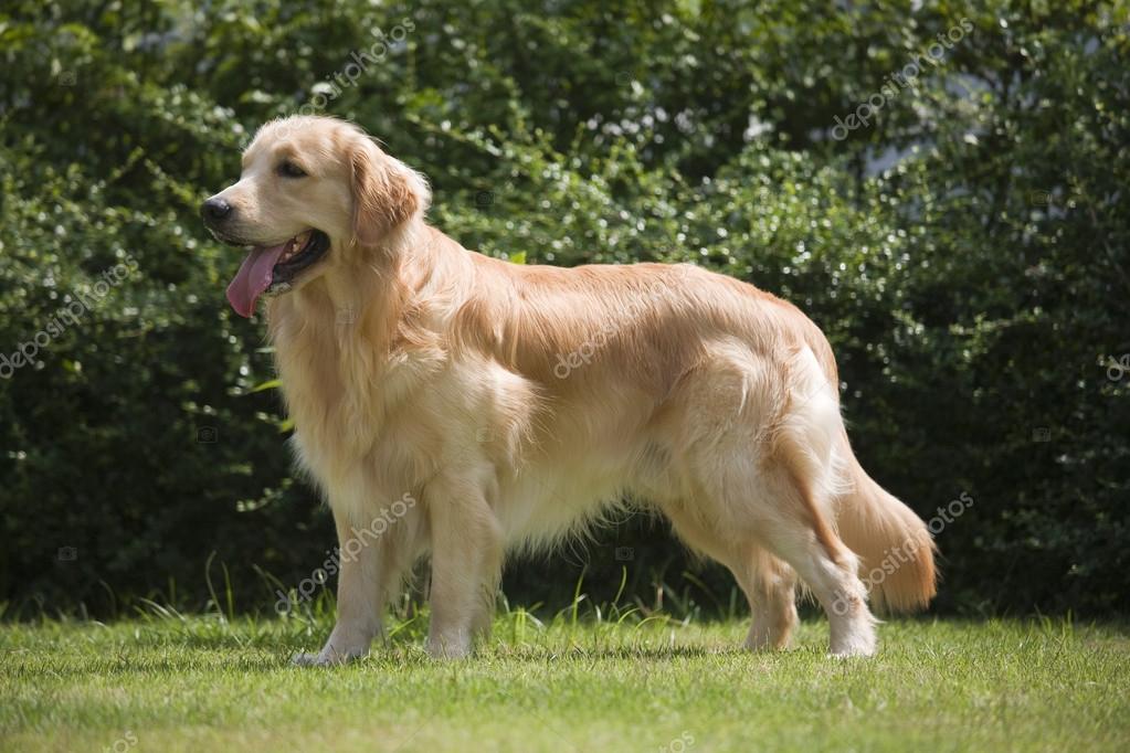los perros parados la cq descargar google los perros parados la cq descargar google