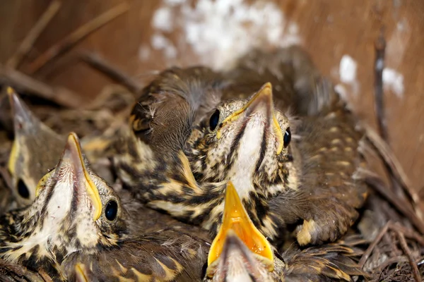 Little baby birds sitting in the nest, close-up photography of n
