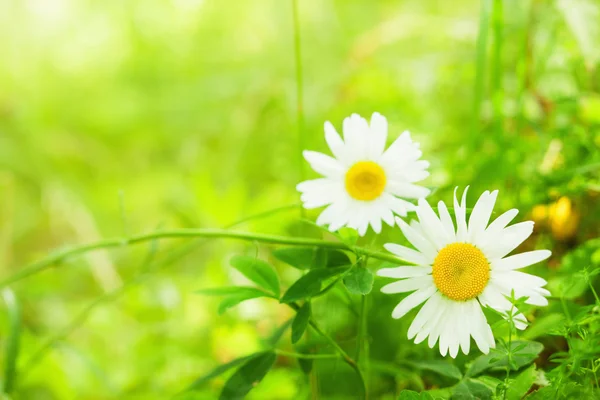 Spring daisy - Stock Image