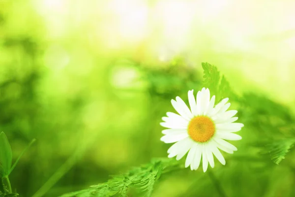 Spring daisy - Stock Image
