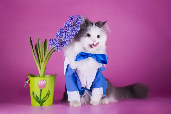 Cat in a blue suit on a pink background