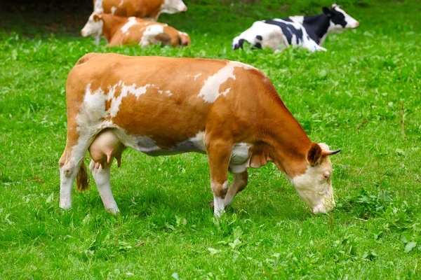 grazing Cow