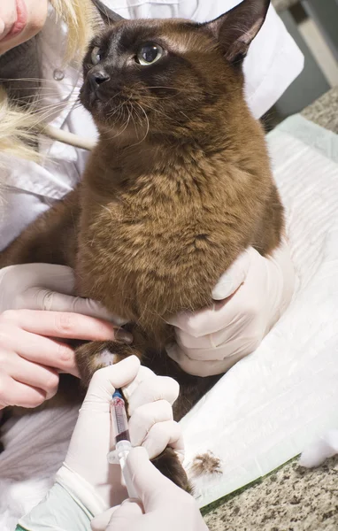 Veterinarian taking blood sample from cat