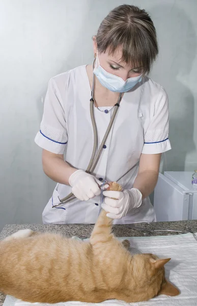 Wounded cat treated by veterinarians