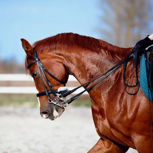 Portrait of a sports red horse.