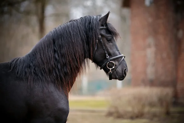 Portrait of a sports black horse.