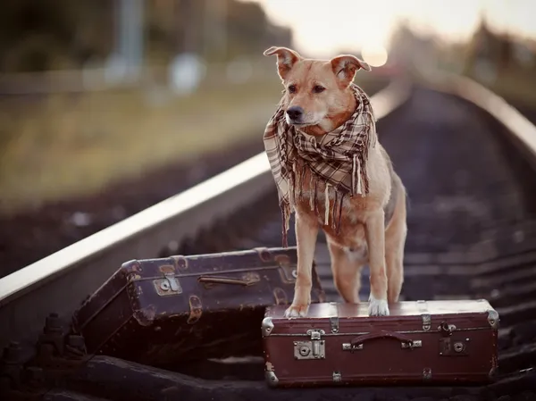 Red dog on rails with suitcases.
