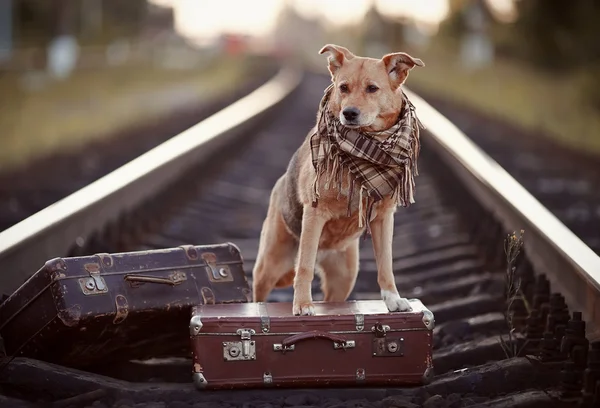 Dog on rails with suitcases.