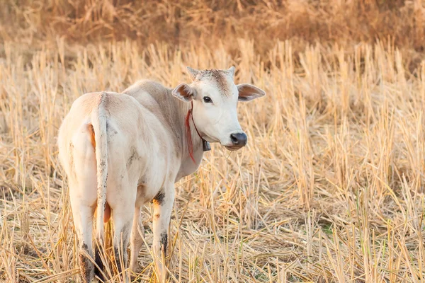 White cow and dry grass cattle on the farm in rural ,thailand