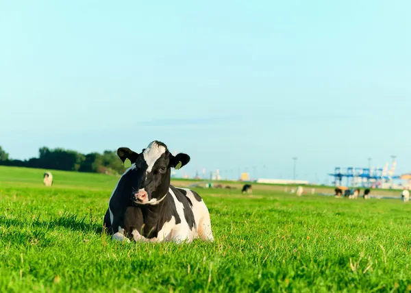 Holstein dairy cow lying on grass