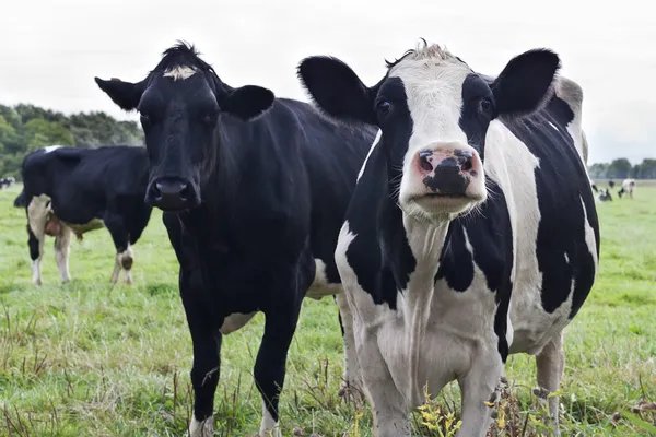 Curious Holstein cows