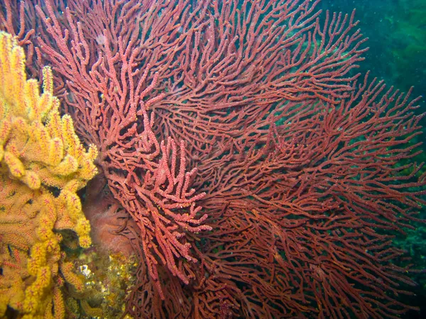 Gorgonian Sea Fan and Soft Coral in Catalina