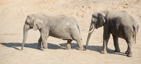 Couple of elephants