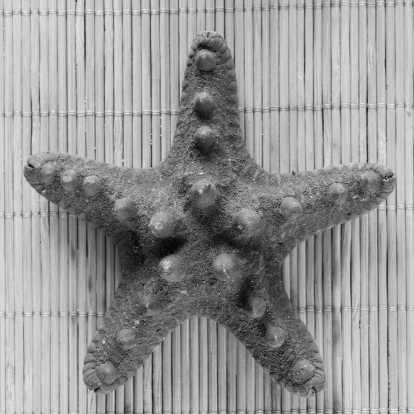Monochrome image of sea-star