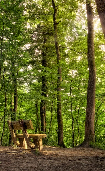 Bench in the Belgrade Forest