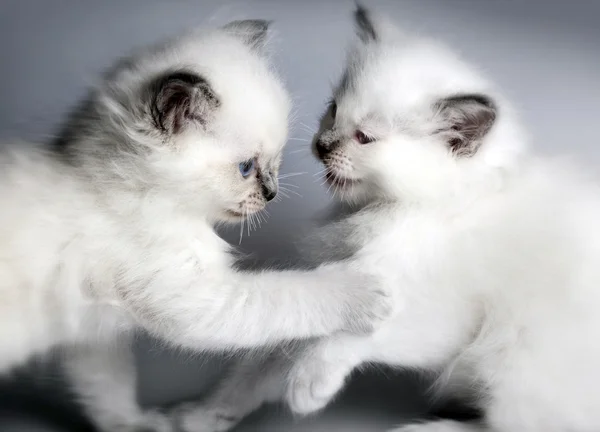 Two kitten playing