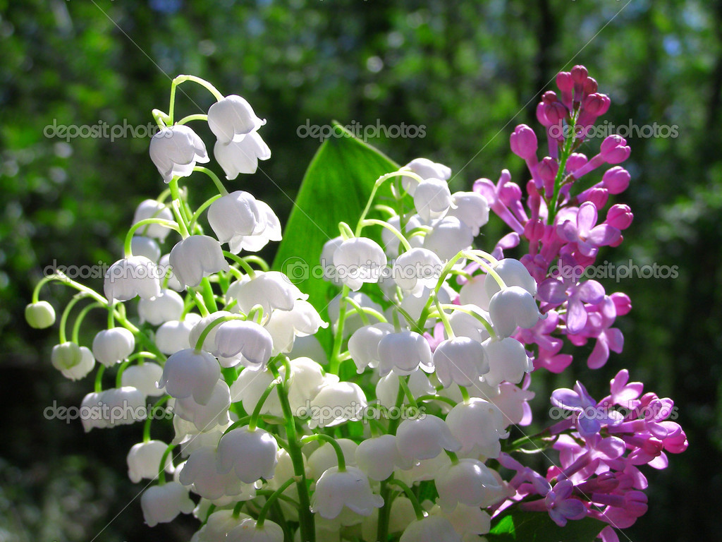 depositphotos_12880681-Lilly-of-the-Valley-and-spring-lilac-flowers-bouquet.jpg