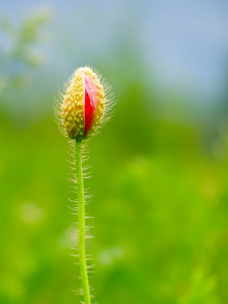 Red poppy in the green field of grass