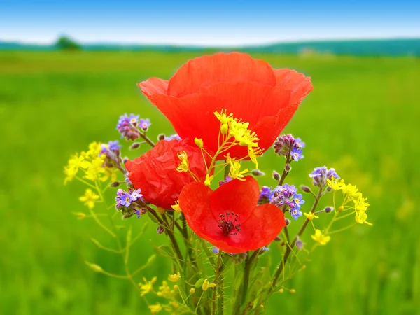 Red poppy in the green field of grass