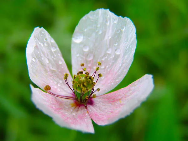 White poppy in the green field of grass