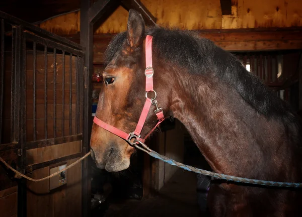 Bay horse with harness standing in the stall