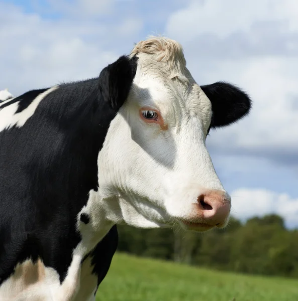 White milch cow with black spots