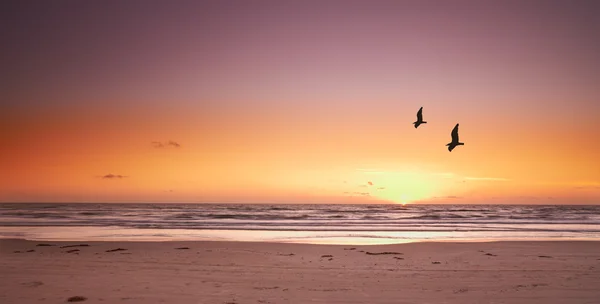 A photo of beach sunset and sea gulls
