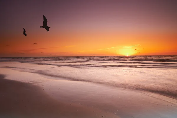 An image of sunrise and birds