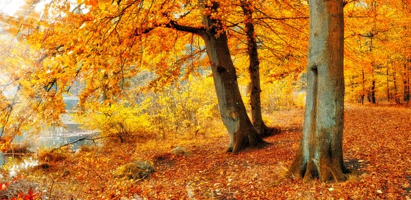 A photo of the forest in the colors of autumn
