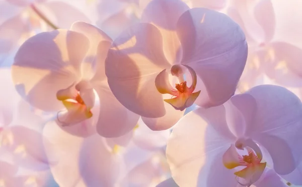 A photo of beautiful Orchid