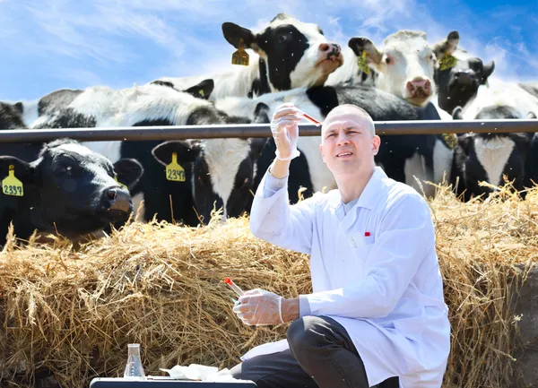 Male cow veterinarian at farm takes analyzes