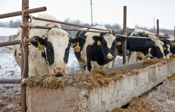 Feeding cows on the farm in winter