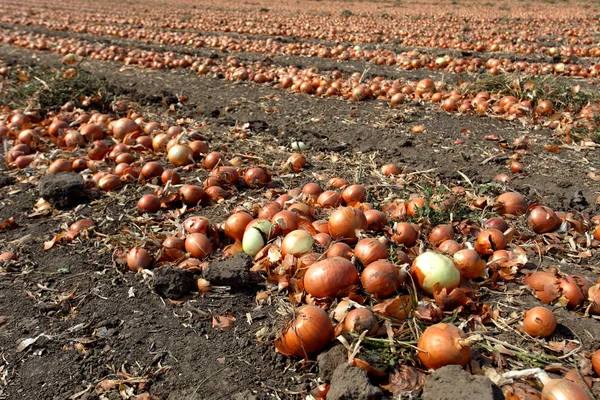 Onions in onion field