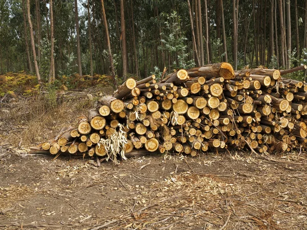 Logs of eucalyptus trees eucalyptus lumbering