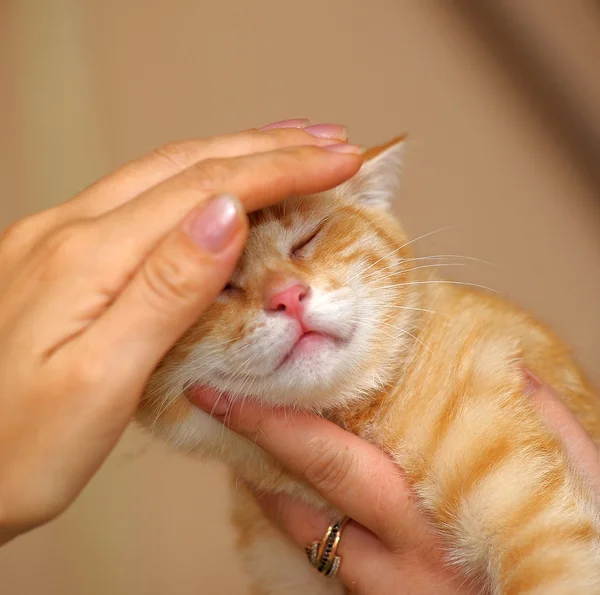 Woman petting a contented cat