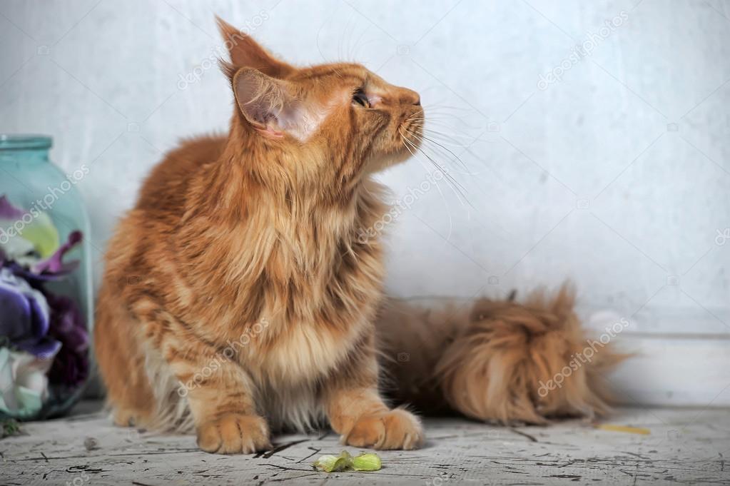 Red classic tabby Maine Coon cat — Stock Photo © evdoha 31087725