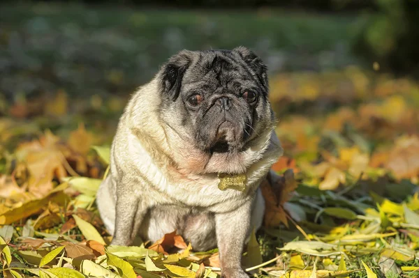 Pug dog sitting amongst autumn leaves