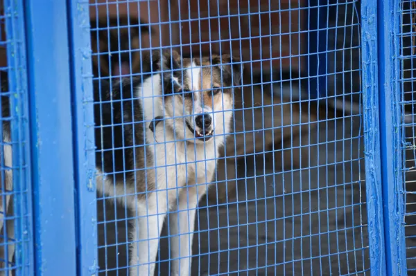 Dog in a shelter