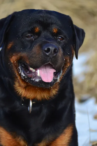 Happy panting Rottweiler head portrait