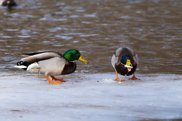 Two Mallard Ducks, males, on ice