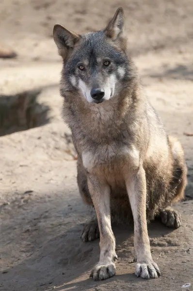 Gray Wolf Sitting