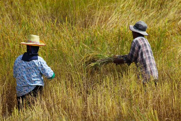 Farmer harvesting in rice field